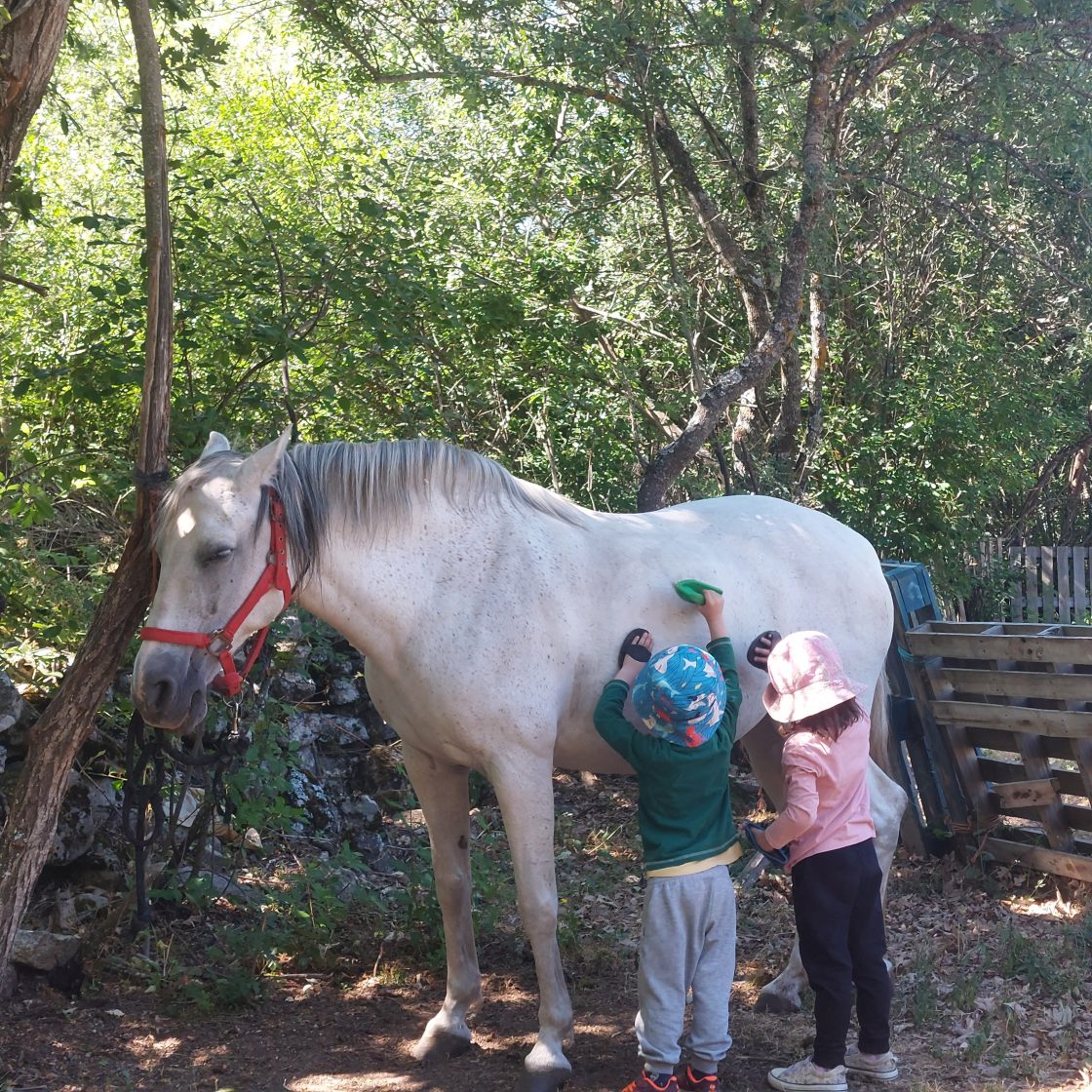 Campamentos Equinarea Educa cuidado caballos