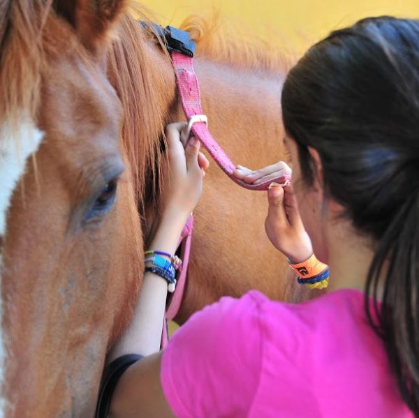 Equinarea Educa es un espacio natural en la Sierra de Madrid donde ofrecemos segundas oportunidades a caballos recuperados y donados.
